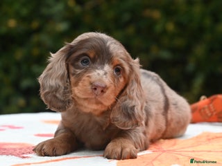 Miniature Dachshund dogs - Advert 9