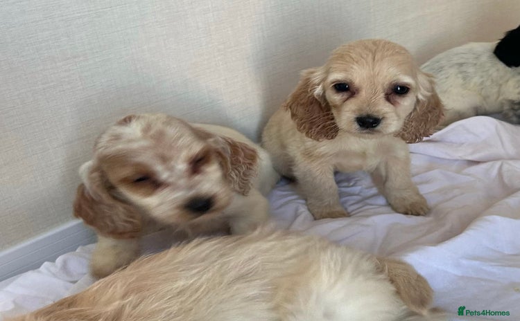 Cockapoo dogs Stunning cockapoo puppies - Advert 13