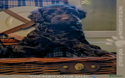 Cockapoo dogs for sale: 5 males, 7 week old Cockerpoo for sale  - Image 2