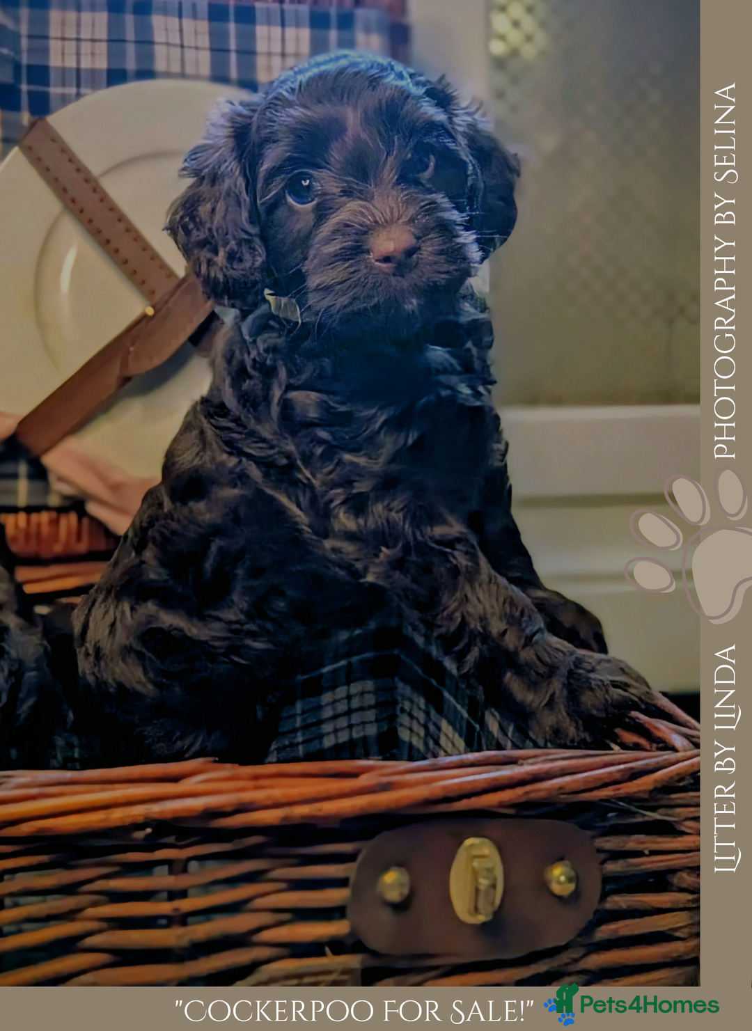 Cockapoo dogs for sale: 5 males, 7 week old Cockerpoo for sale  - Image 2