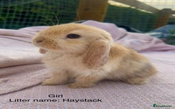 Mini Lop rabbits for sale: Mini lop bunnies  - Image 10