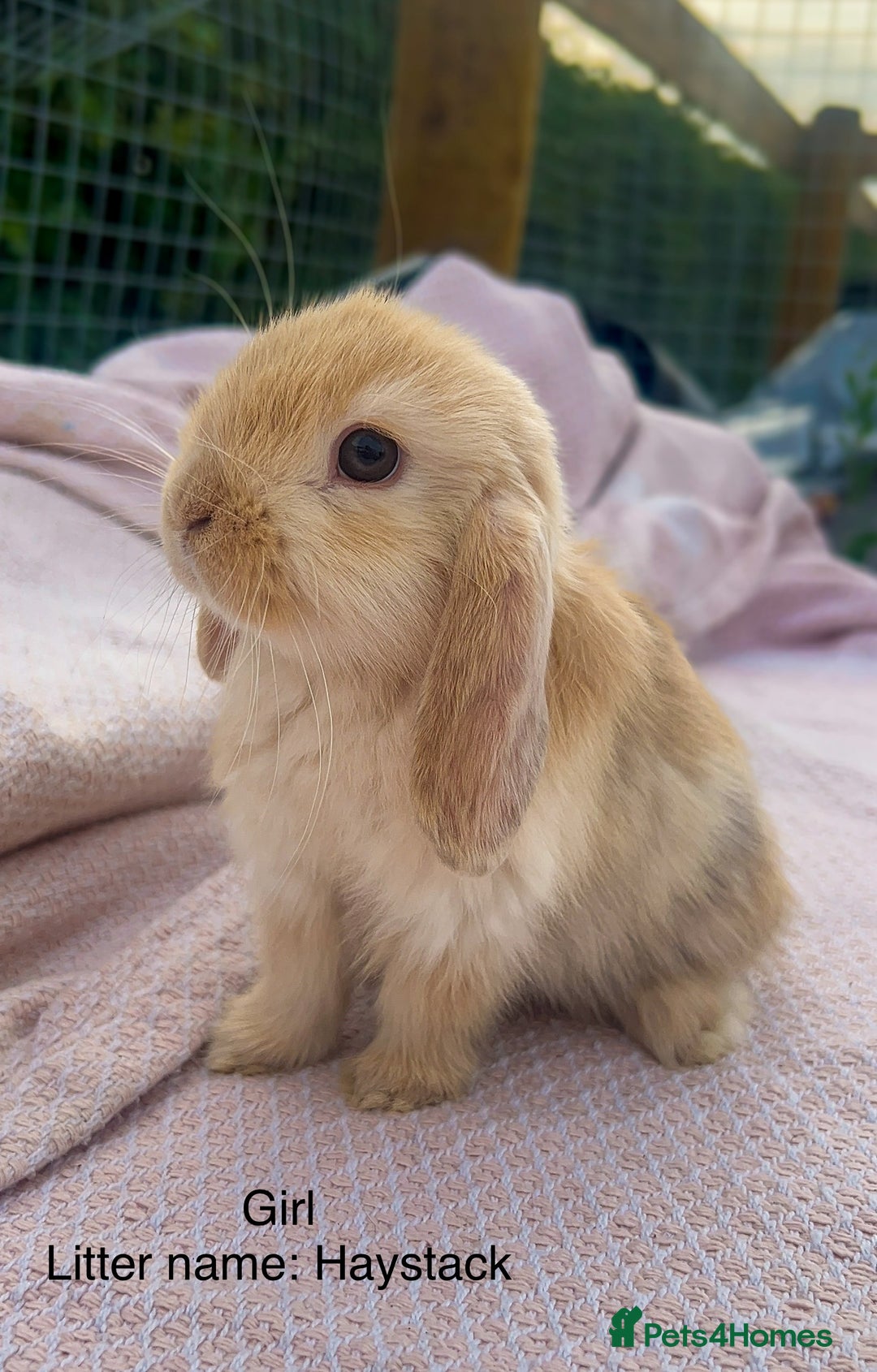 Mini Lop rabbits for sale: Mini lop bunnies  - Image 10