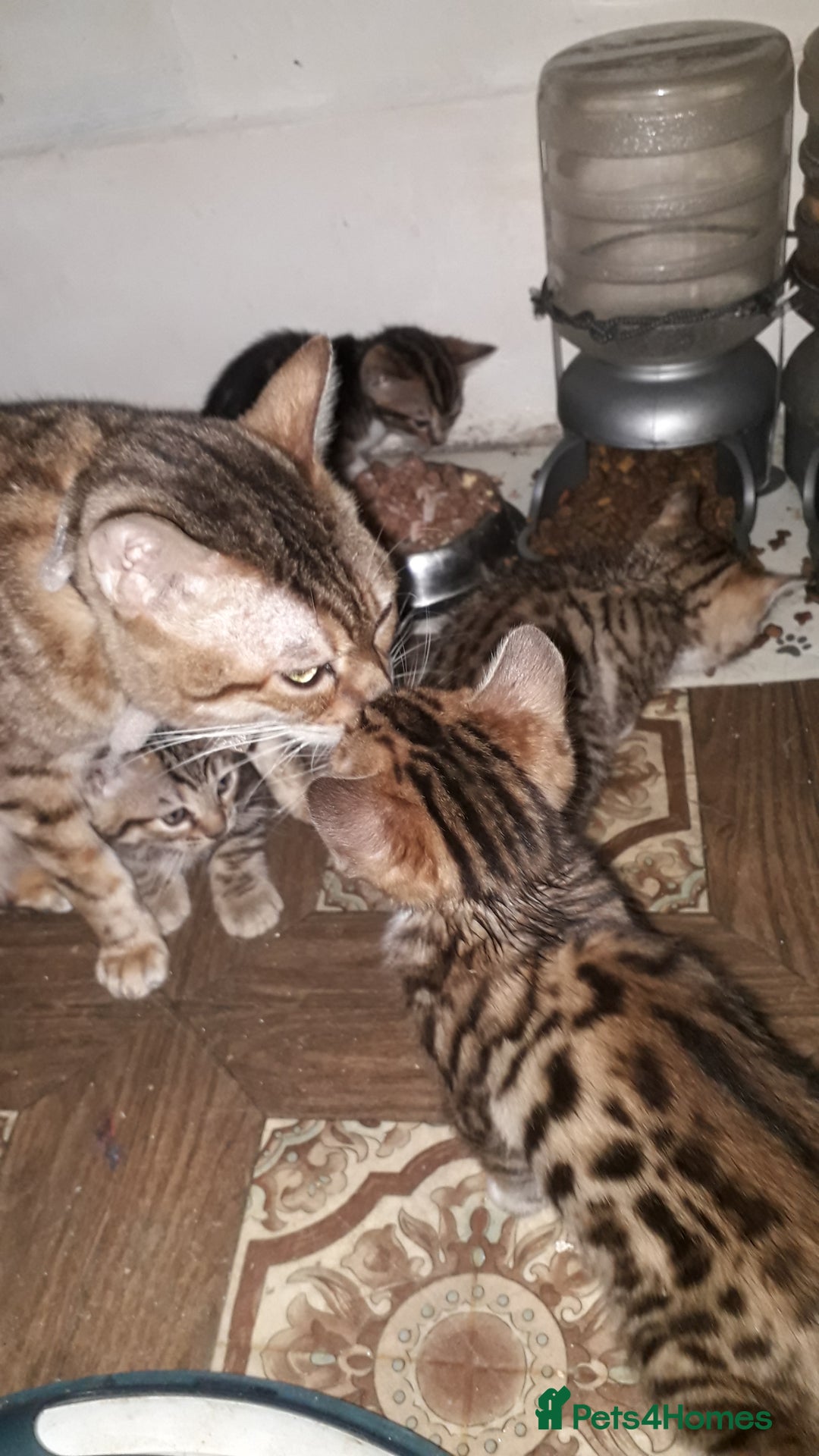 Bengal cats for sale: Beautiful Large & small Bengal kittens  - Advert 7