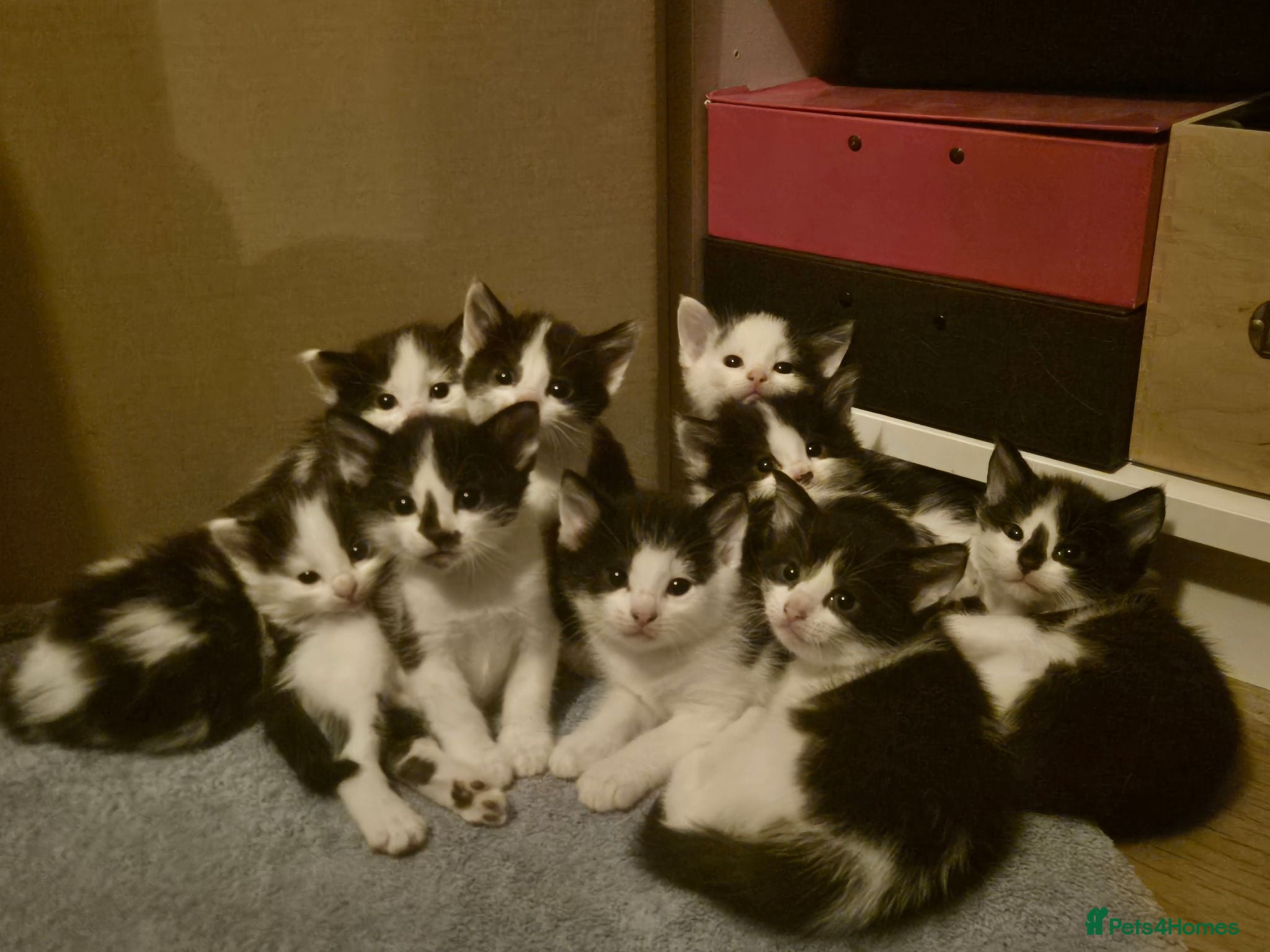 Mixed Breed cats 4 girls 4 boys 8 week old kittens  - Advert 1