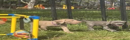 Weimaraner dogs for sale: ✨KC Weimaraner REDUCED GOING AWAY✨ - Advert 7