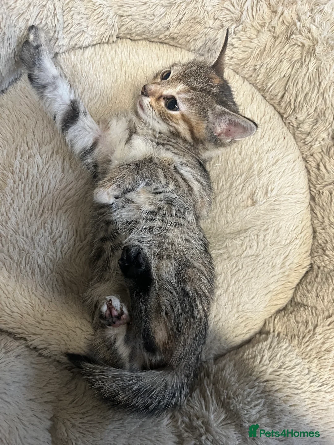 Mixed Breed cats for sale: Stunning 9 week old Female & Male kitten - Advert 2