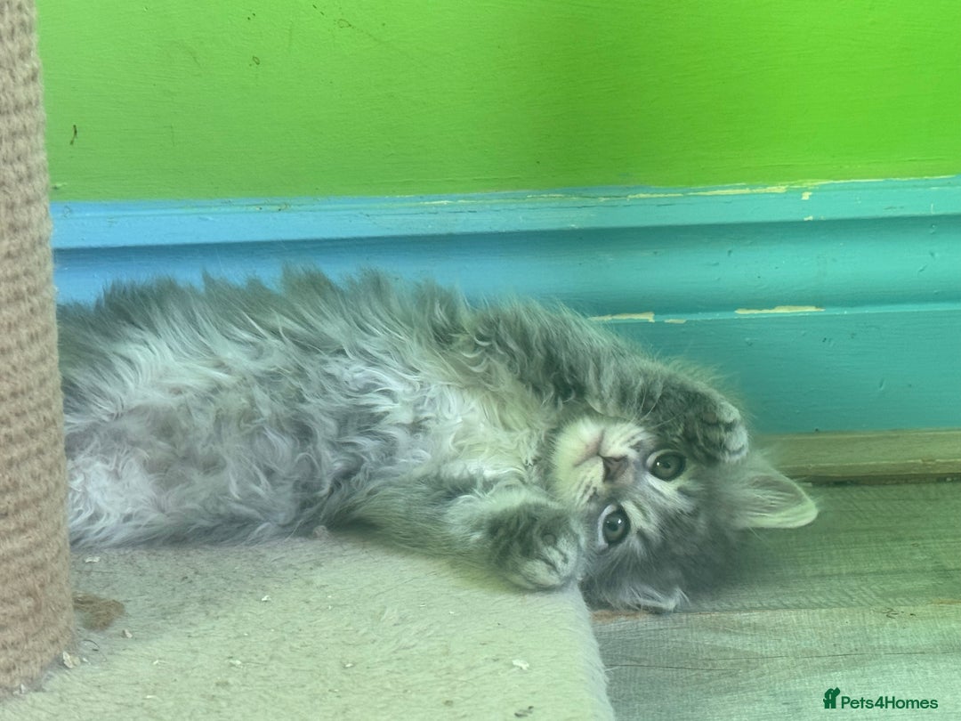 Kurilian Bobtail cats for sale: Rare pure breed Kurilian bobtail kittens available - Advert 5