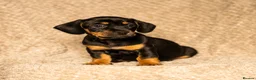 Mixed Breed dogs for sale: French bullwieners  in Cardiff - Advert 11