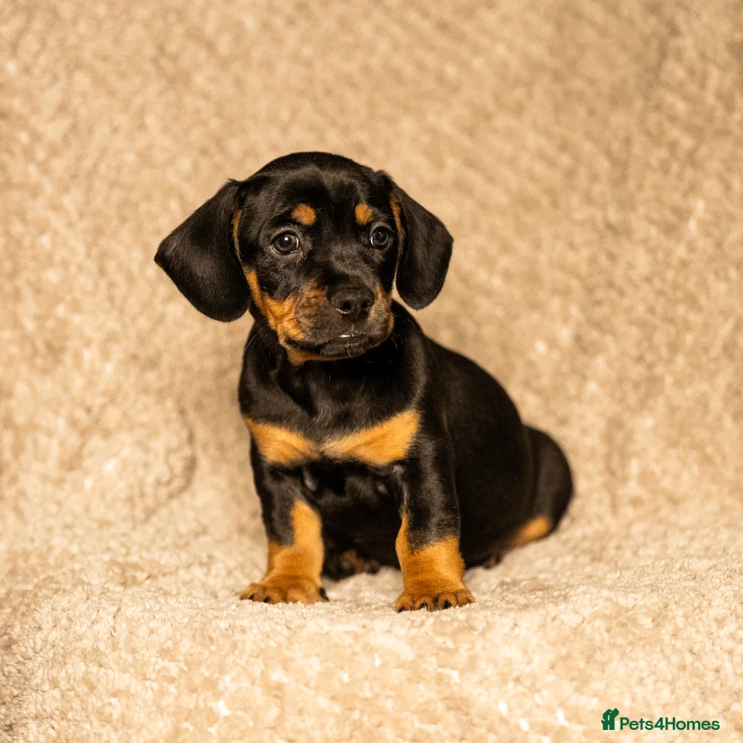 Mixed Breed dogs for sale: French bullwieners  in Cardiff - Advert 11
