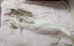 Cocker Spaniel dogs for sale: 6 beautiful working cocker spaniels  - Image 2