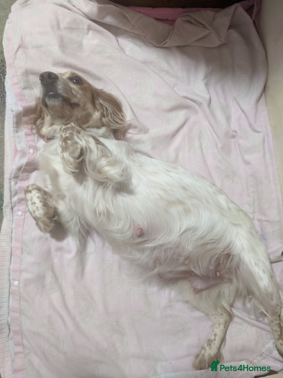 Cocker Spaniel dogs for sale: 6 beautiful working cocker spaniels  - Image 2