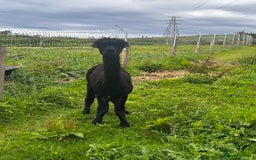 Alpaca livestock for sale: Alpacas  - Advert 7