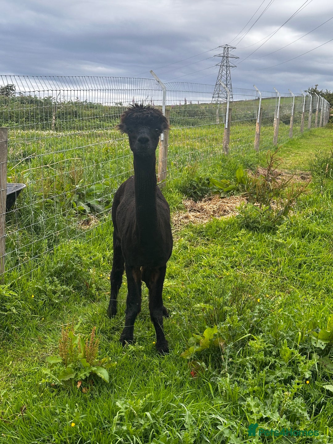 Alpaca livestock for sale: Alpacas  - Advert 7