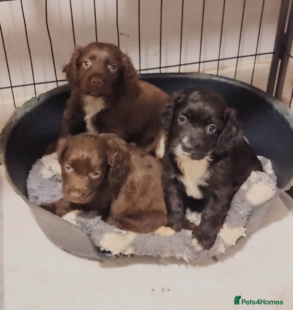 Cocker Spaniel dogs Working cocker spaniel pups  - Advert 7