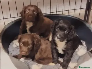 Cocker Spaniel dogs Working cocker spaniel pups - Advert 7