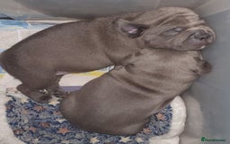 Staffordshire Bull Terrier dogs for sale: Twin large blue staffy boys - Image 12