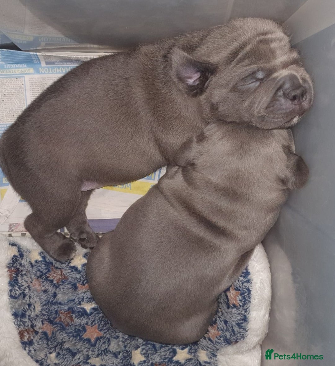 Staffordshire Bull Terrier dogs for sale: Twin large blue staffy boys - Image 12