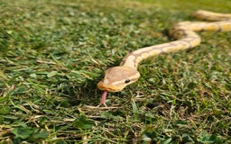 Python Snake reptiles for sale: Ball python banana het clown (male) - Image 7