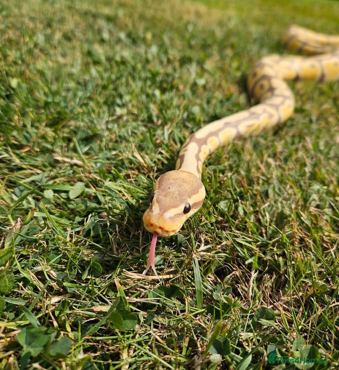 Python Snake reptiles for sale: Ball python banana het clown (male) - Image 7