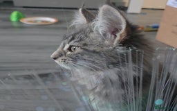 Maine Coon cats for sale: Aurora - Stunning Female Maine Coon - Image 15