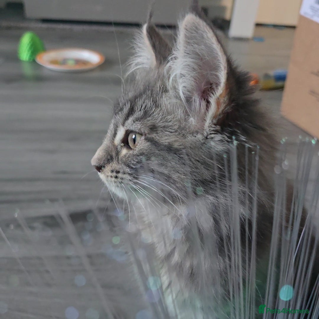 Maine Coon cats for sale: Aurora - Stunning Female Maine Coon - Image 15