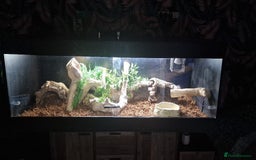 Python Snake reptiles for sale: BANANA BALL PYTHON - Image 2
