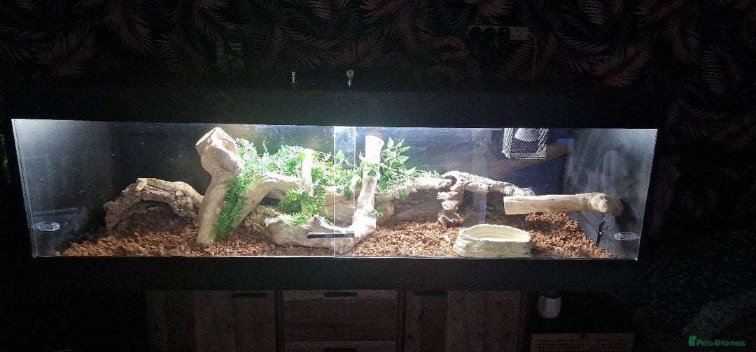 Python Snake reptiles for sale: BANANA BALL PYTHON - Image 2