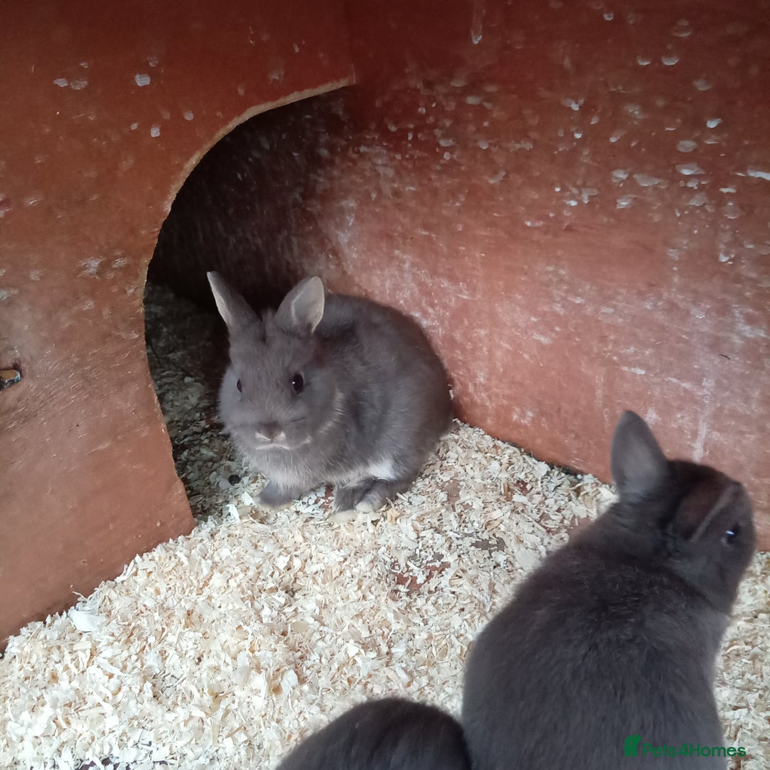 Netherland Dwarf rabbits for sale: Netherland dwarf baby's and young adults  - Advert 7