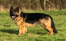 German Shepherd dogs for sale: German shepherd puppies  - Image 4