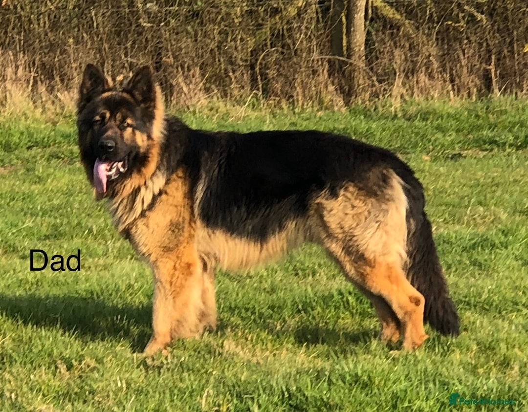 German Shepherd dogs for sale: German shepherd puppies  - Image 4