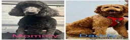 Labradoodle dogs for sale: Stunning f1bb standard labradoodles   - Advert 16
