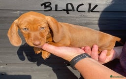 Miniature Dachshund dogs for sale: Quality Dachshund puppies - Image 16