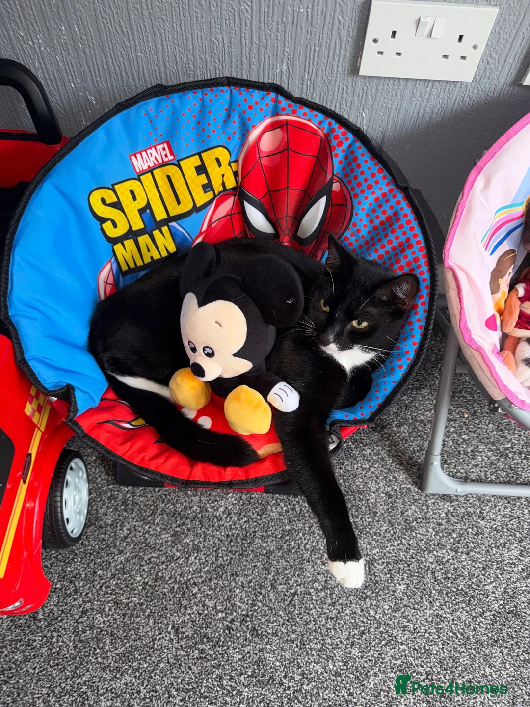 Mixed Breed cats for sale: cats free!  in Winsford - Advert 1
