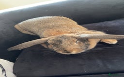 Mixed Breed rabbits for sale: Female mixed breed rabbit  - Advert 1