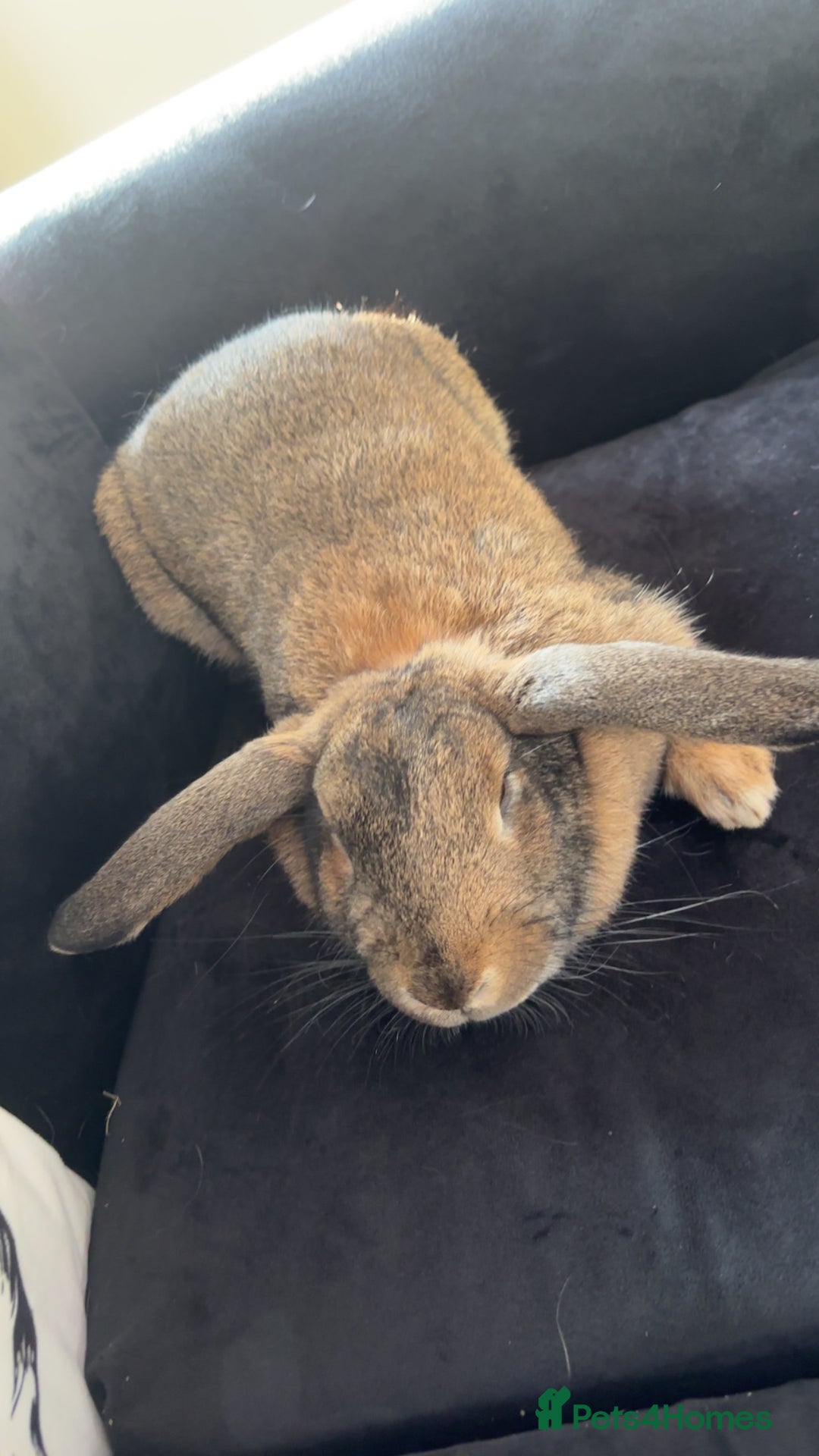 Mixed Breed rabbits for sale: Female mixed breed rabbit  - Advert 1