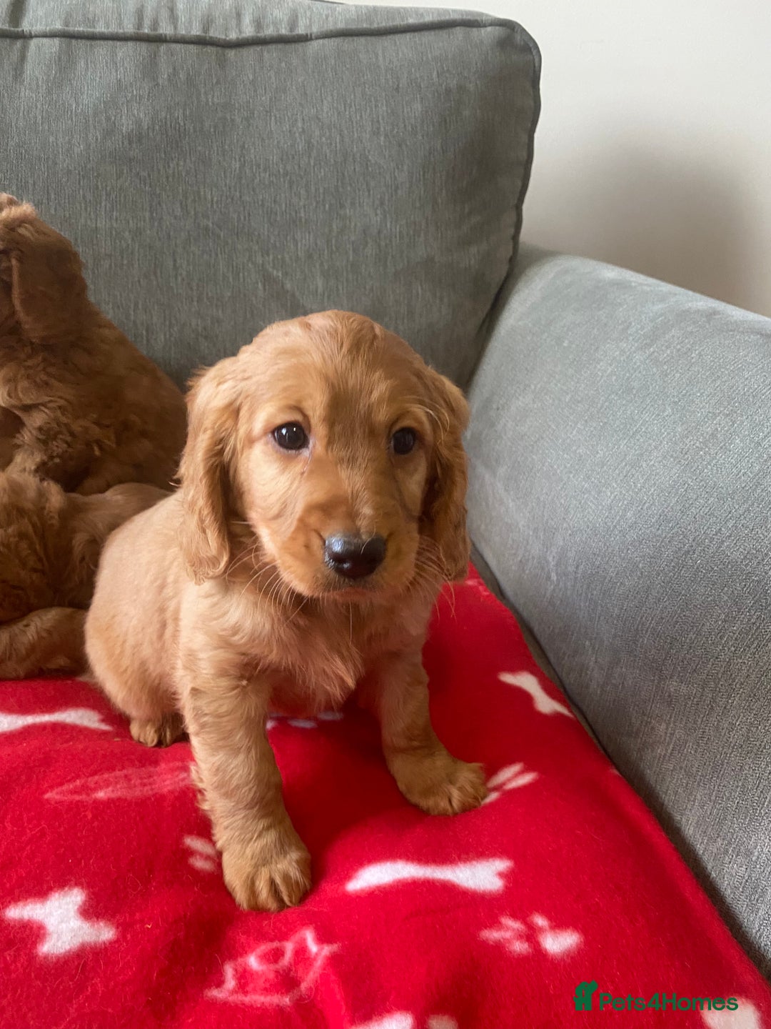 Cockapoo dogs for sale: Beautiful cockapoos - Advert 3