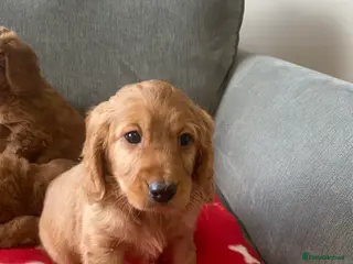 Cockapoo dogs Beautiful cockapoos - Advert 5