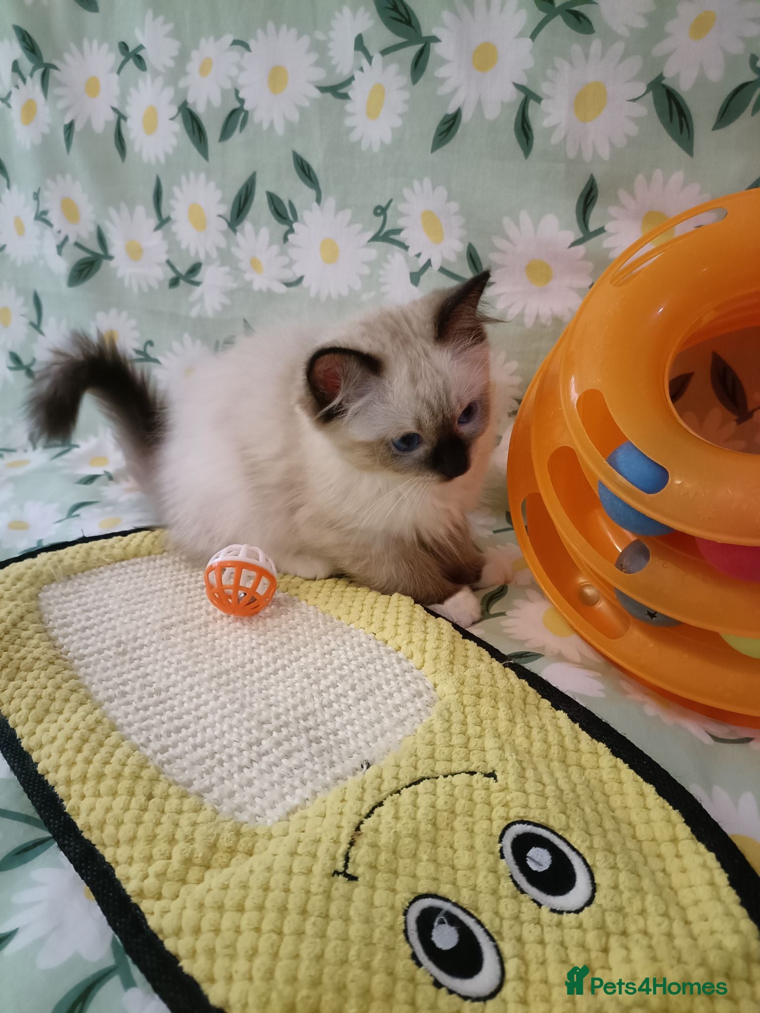 Ragdoll cats Active kittens of Champion Status dad - Advert 11