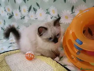 Ragdoll cats Active kittens of Champion Status dad - Advert 11