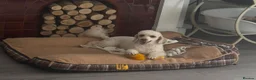 Miniature Poodle dogs for sale: Miniature Poodle looking for a home full of love in Buckhurst Hill - Advert 17