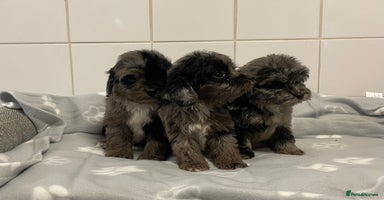 Cockapoo dogs - Advert 13