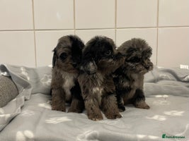 Cockapoo dogs - Advert 6