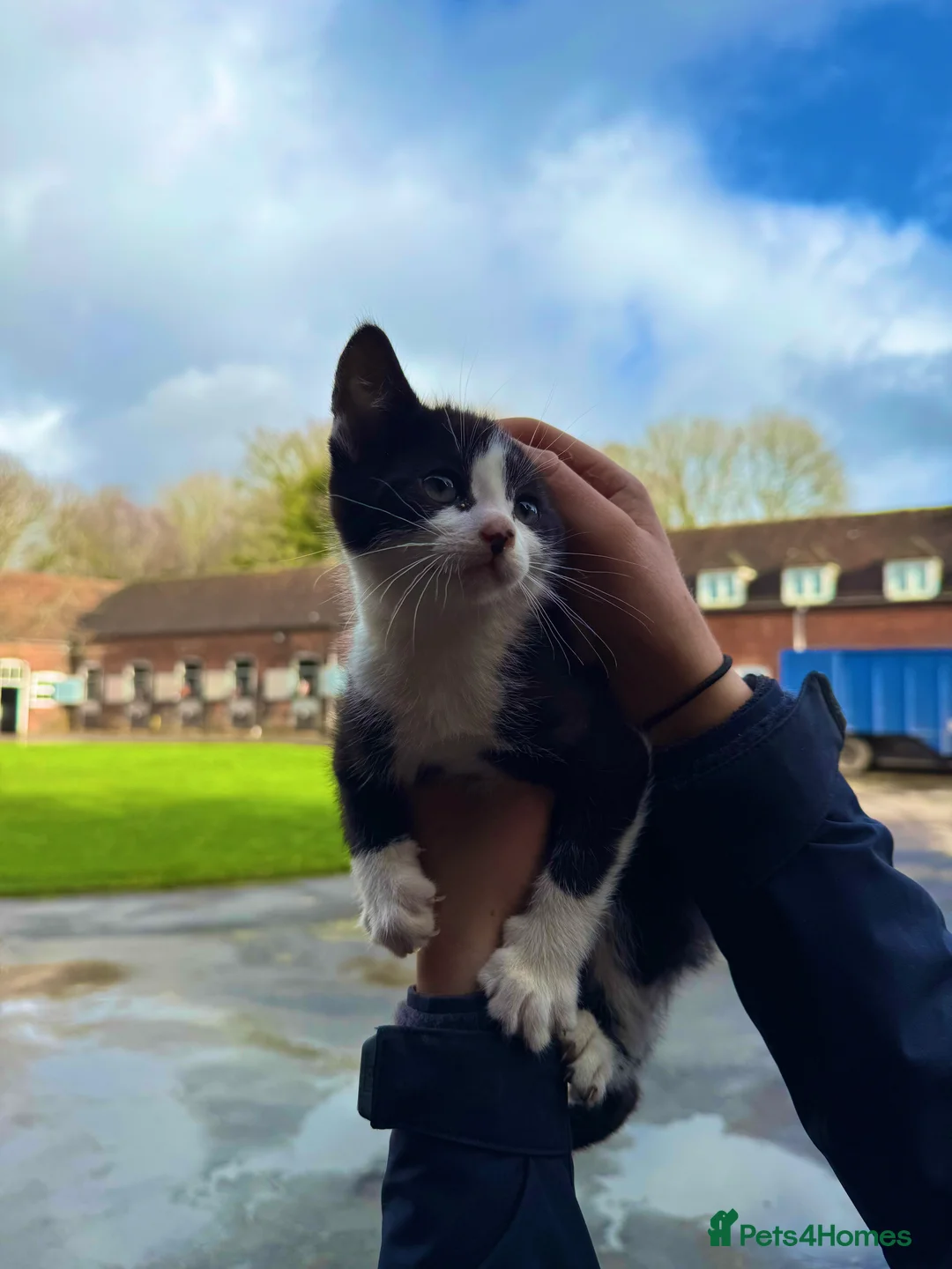 Mixed Breed cats for sale: Kittens for Sale - Advert 2