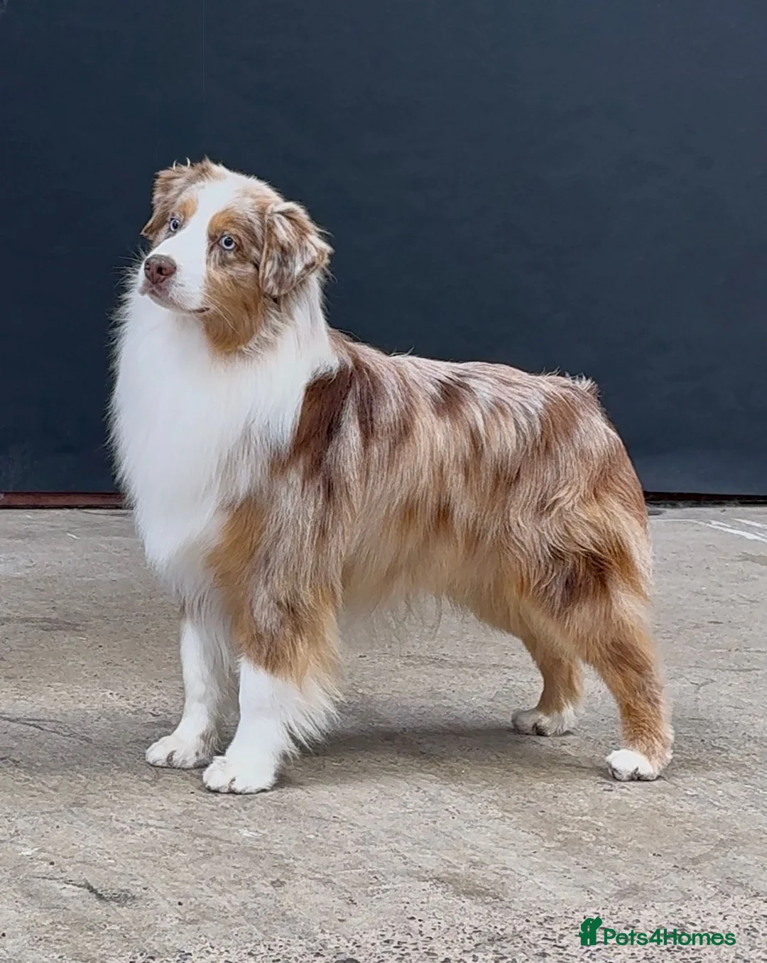 Miniature American Shepherd dogs for sale: Very exciting litter expected Mini American puppie - Advert 4