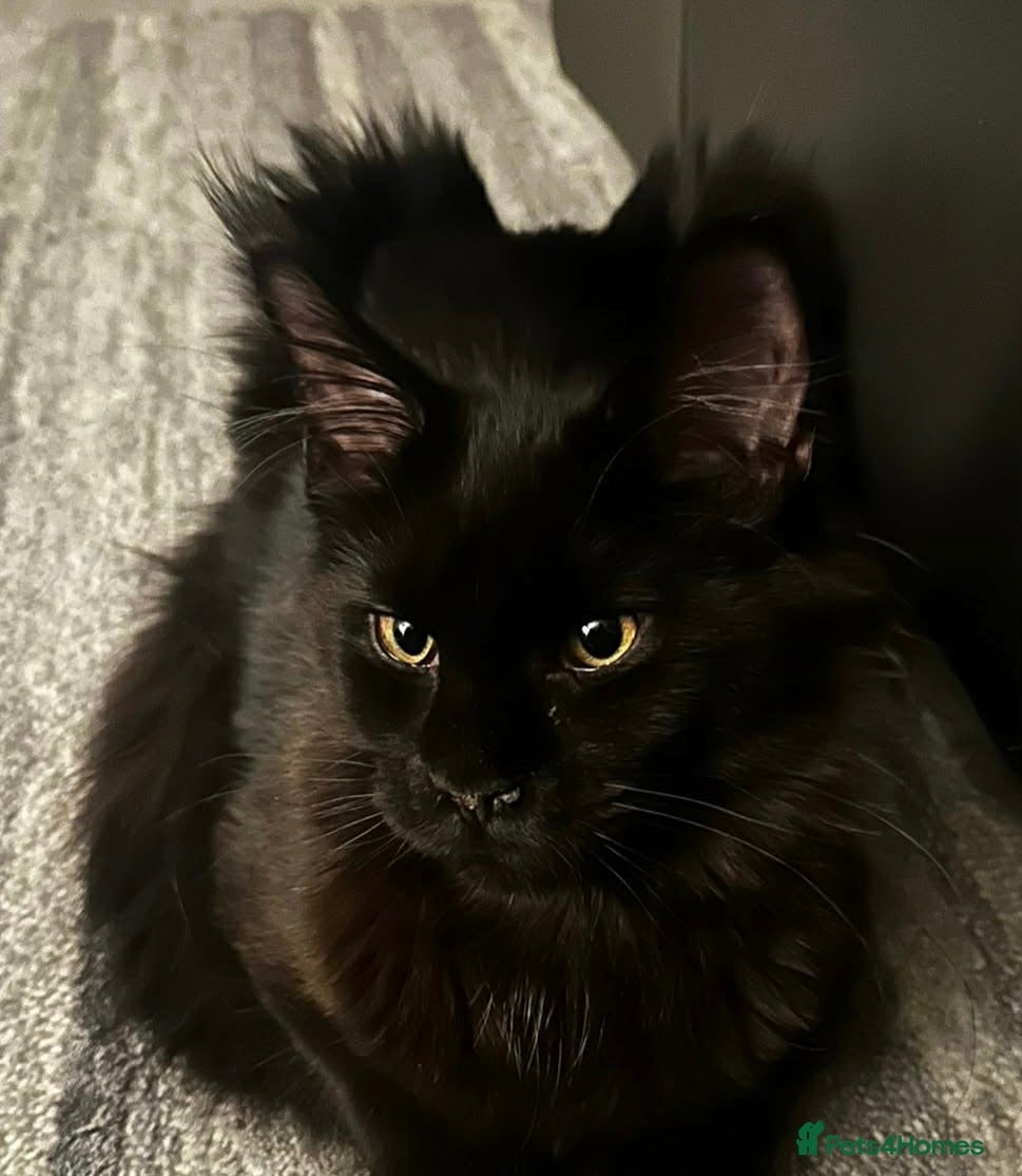 Maine Coon cats Loving Female Black Maine Coon - 9 Months Old - Advert 2