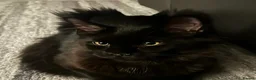 Maine Coon cats for sale: Loving Female Black Maine Coon - 9 Months Old - Advert 1