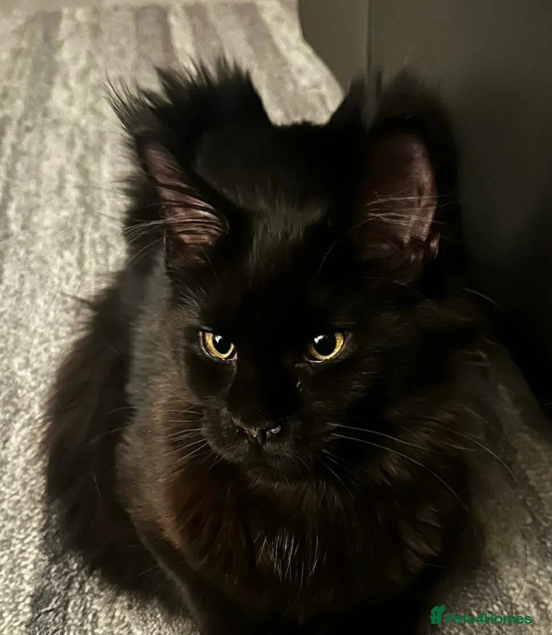 Maine Coon cats for sale: Loving Female Black Maine Coon - 9 Months Old - Advert 1