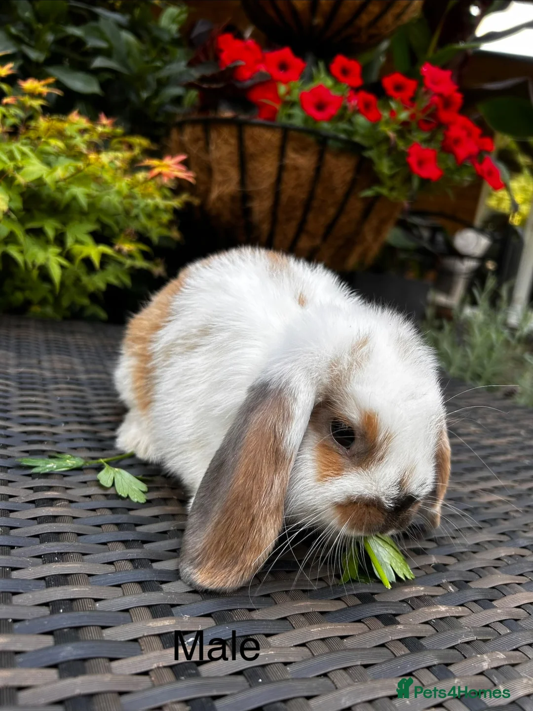 Mini Lop rabbits for sale: Stunning pure bred mini lops 1 male 1 female left  - Advert 3