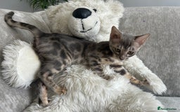 Bengal cats for sale: Adorable Female Blue Bengal Kitten TICA REG - Image 7