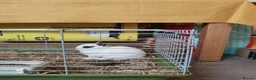 Netherland Dwarf rabbits for sale: Netherland Dwarf Rabbit  - Advert 11